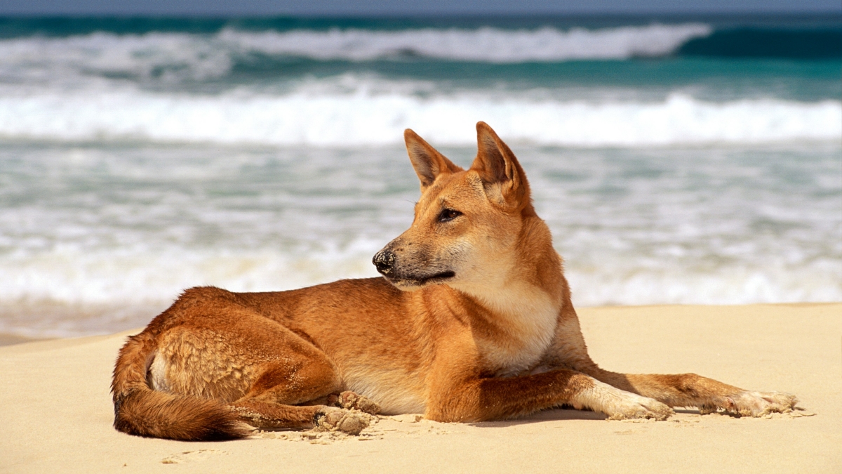 pes dingo