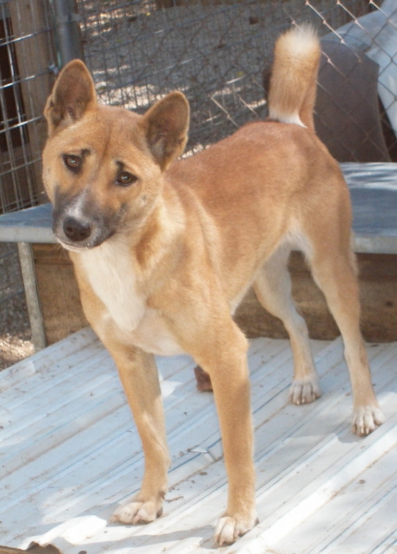 dingo pralesní